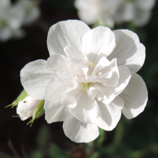 plantes-vivaces-geranium-pratense-laura-en-vente-pepiniere-lepage-