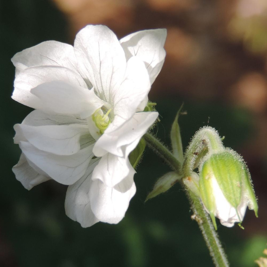 Plantes Vivaces GERANIUM pratense 'Laura' en vente - Pépinière Lepage .