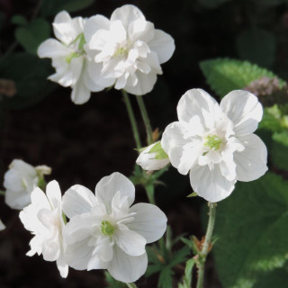 Plantes Vivaces GERANIUM pratense 'Laura' en vente - Pépinière Lepage .