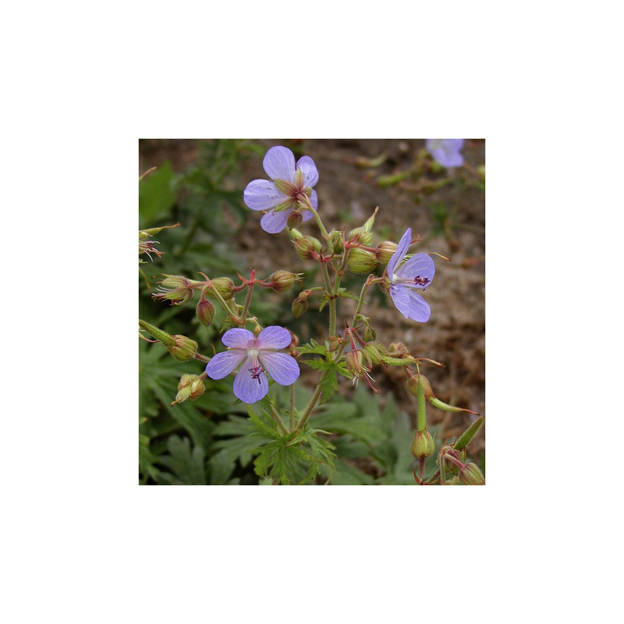 Plantes Vivaces GERANIUM pratense 'Mrs Kendall Clark' - Géranium des prés en vente - Géranium vivace en vente - Pépinière Lepage