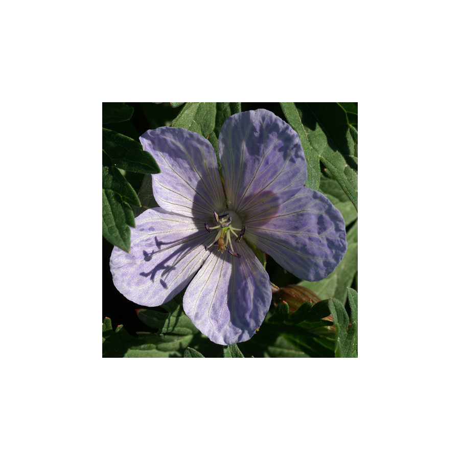Plantes Vivaces GERANIUM pratense 'Mrs Kendall Clark' - Géranium des prés en vente - Géranium vivace en vente - Pépinière Lepage