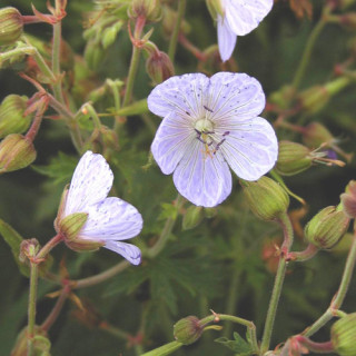 Plantes Vivaces GERANIUM pratense 'Mrs Kendall Clark' - Géranium des prés en vente - Géranium vivace en vente - Pépinière Lepage