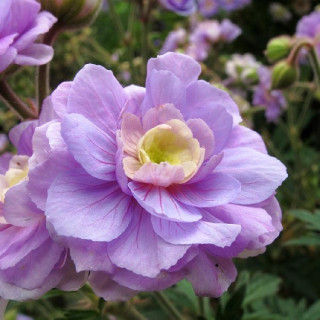 plantes-vivaces-geranium-pratense-summer-skies-geranium-des-pres-en-vente-geranium-vivace-en-vente-pepiniere-lepage-