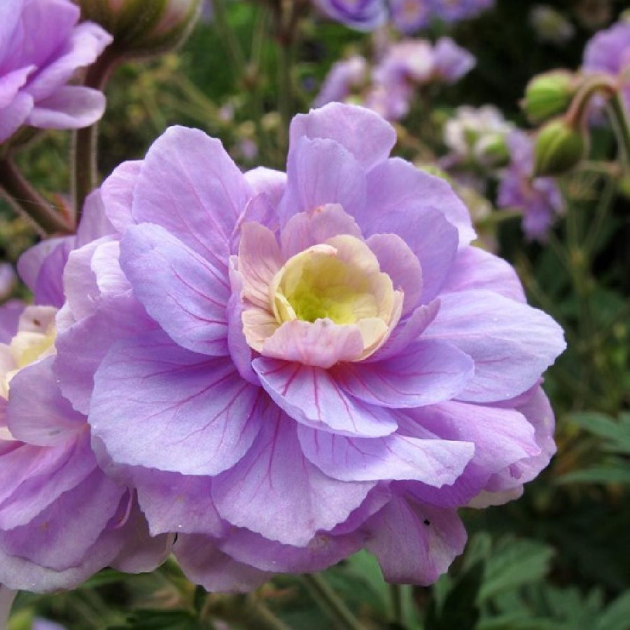 Plantes Vivaces GERANIUM pratense 'Summer Skies' - Géranium des prés en vente -  Géranium vivace en vente - Pépinière Lepage .