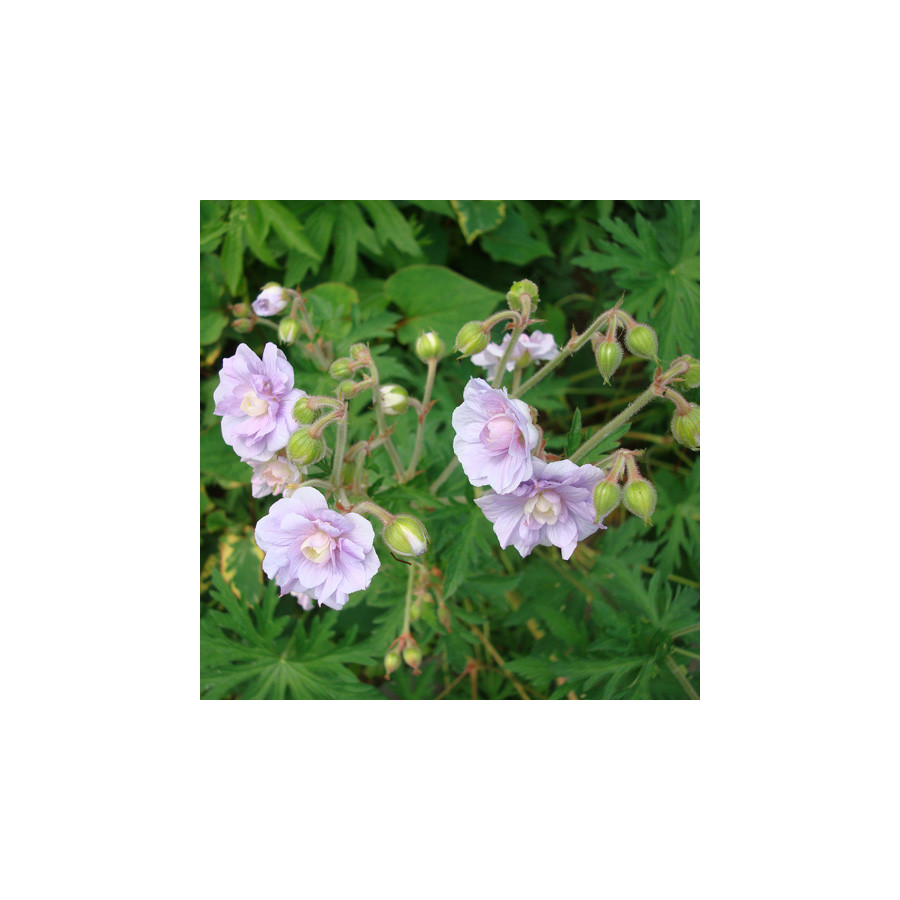 Plantes Vivaces GERANIUM pratense 'Summer Skies' - Géranium des prés en vente -  Géranium vivace en vente - Pépinière Lepage .