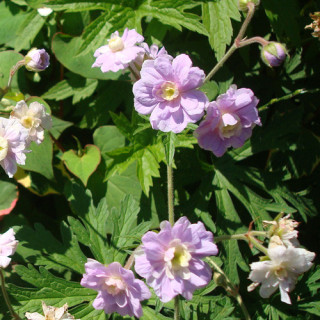 Plantes Vivaces GERANIUM pratense 'Summer Skies' - Géranium des prés en vente -  Géranium vivace en vente - Pépinière Lepage .