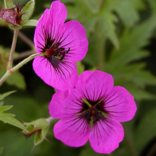 plantes-vivaces-geranium-psilostemon-geranium-d-armenie-en-vente-geranium-vivace-en-vente-pepiniere-lepage-