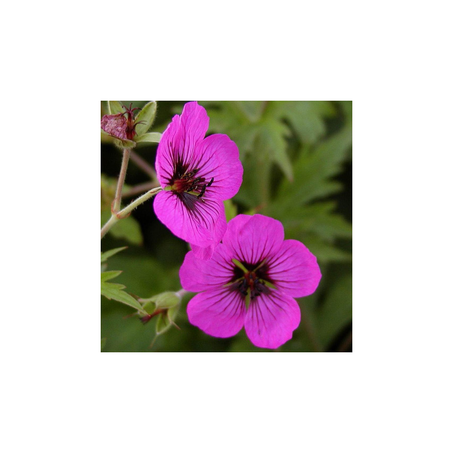 Plantes Vivaces GERANIUM psilostemon - Géranium d'Arménie en vente - Géranium vivace en vente - Pépinière Lepage .