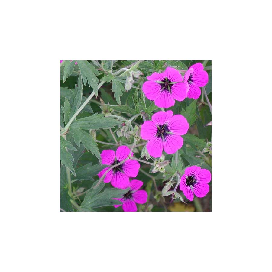 Plantes Vivaces GERANIUM psilostemon - Géranium d'Arménie en vente - Géranium vivace en vente - Pépinière Lepage .