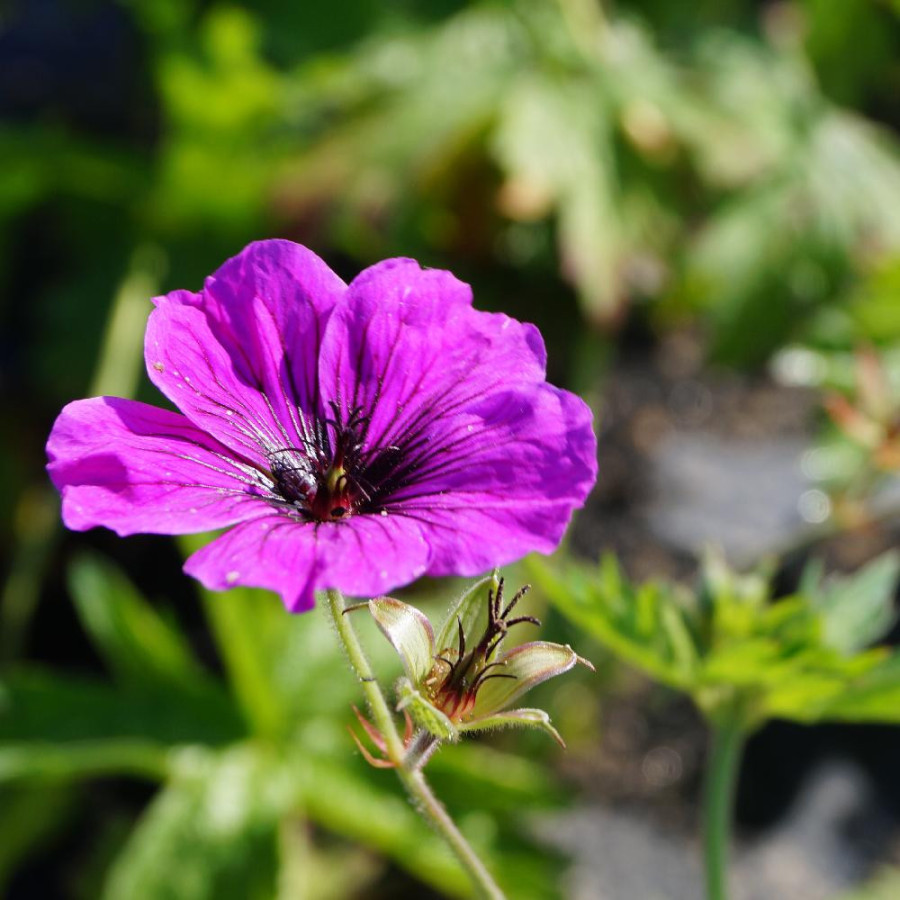 Plantes Vivaces GERANIUM psilostemon 'Ivan' - Géranium d'Arménie en vente - Géranium vivace en vente - Pépinière Lepage .