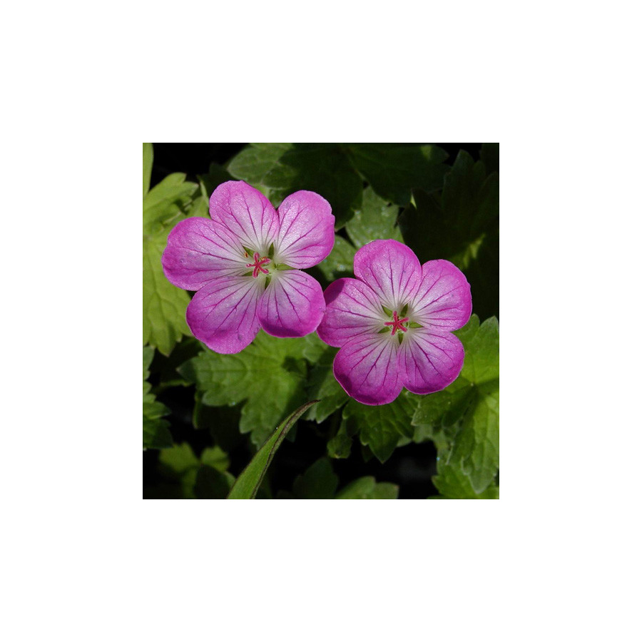 Plantes Vivaces GERANIUM riversleaianum 'Mavis Simpson' - Géranium vivace en vente - Bec de Grue en vente - Pépinière Lepage .