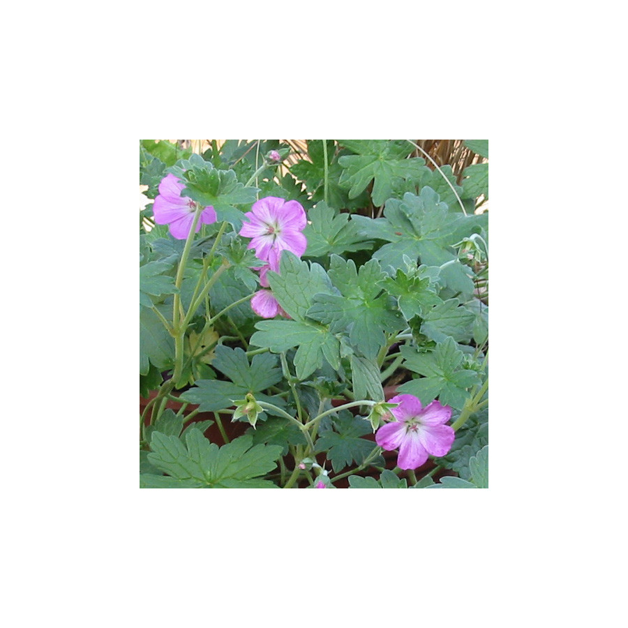 Plantes Vivaces GERANIUM riversleaianum 'Mavis Simpson' - Géranium vivace en vente - Bec de Grue en vente - Pépinière Lepage .