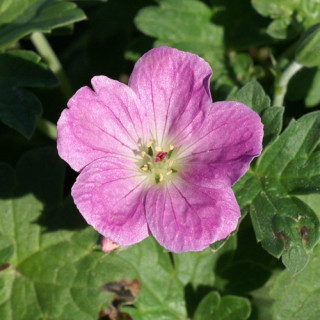 Plantes Vivaces GERANIUM riversleaianum 'Mavis Simpson' - Géranium vivace en vente - Bec de Grue en vente - Pépinière Lepage .