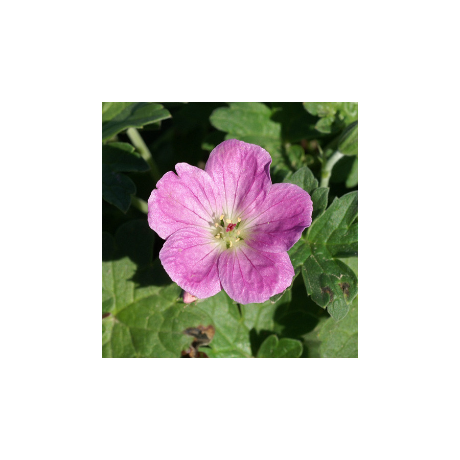 Plantes Vivaces GERANIUM riversleaianum 'Mavis Simpson' - Géranium vivace en vente - Bec de Grue en vente - Pépinière Lepage .