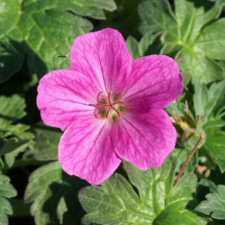 plantes-vivaces-geranium-riversleaianum-russel-prichard-geranium-vivace-en-vente-bec-de-grue-en-vente-pepiniere-lepage-