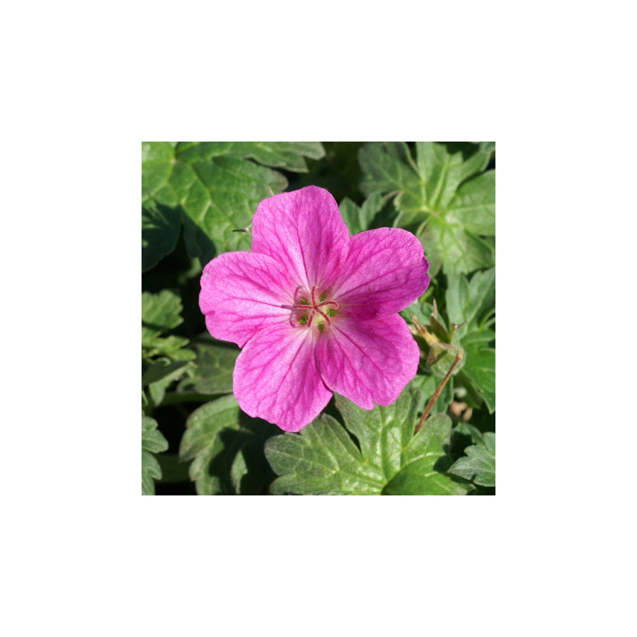 Plantes Vivaces GERANIUM riversleaianum 'Russel Prichard' - Géranium vivace en vente - Bec de Grue en vente - Pépinière Lepage .