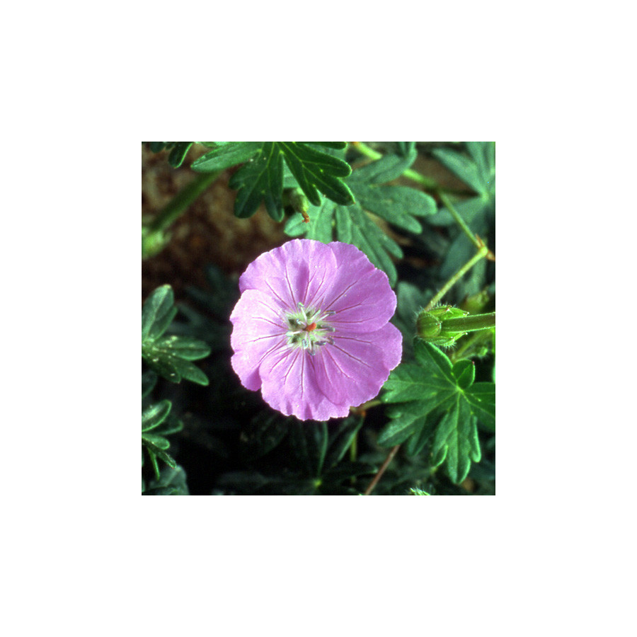 Plantes Vivaces GERANIUM sanguineum - Géranium vivace en vente - Bec de Grue en vente - Pépinière Lepage .