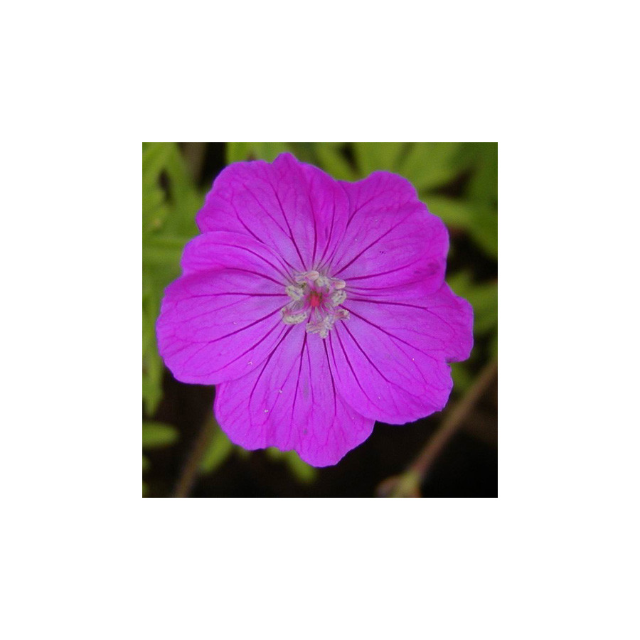 Plantes Vivaces GERANIUM sanguineum - Géranium vivace en vente - Bec de Grue en vente - Pépinière Lepage .