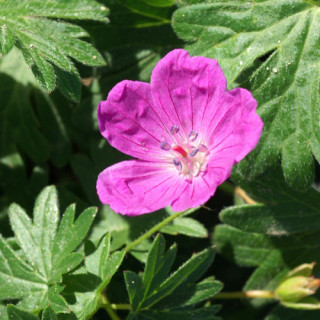 Plantes Vivaces GERANIUM sanguineum - Géranium vivace en vente - Bec de Grue en vente - Pépinière Lepage .