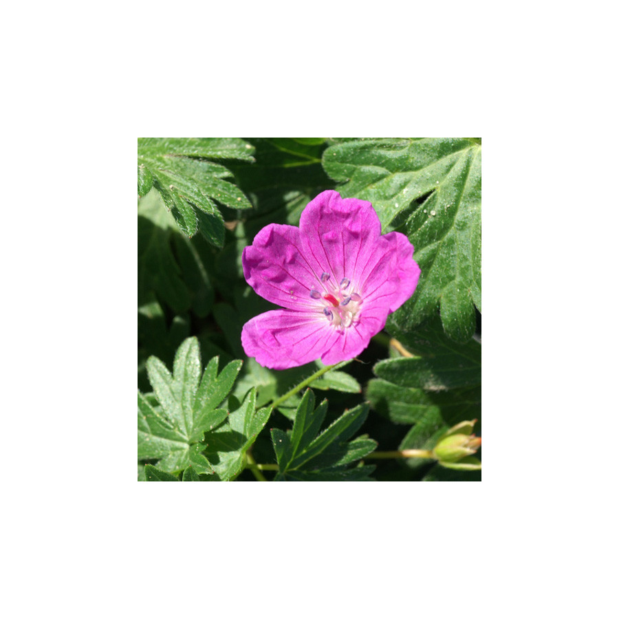Plantes Vivaces GERANIUM sanguineum - Géranium vivace en vente - Bec de Grue en vente - Pépinière Lepage .