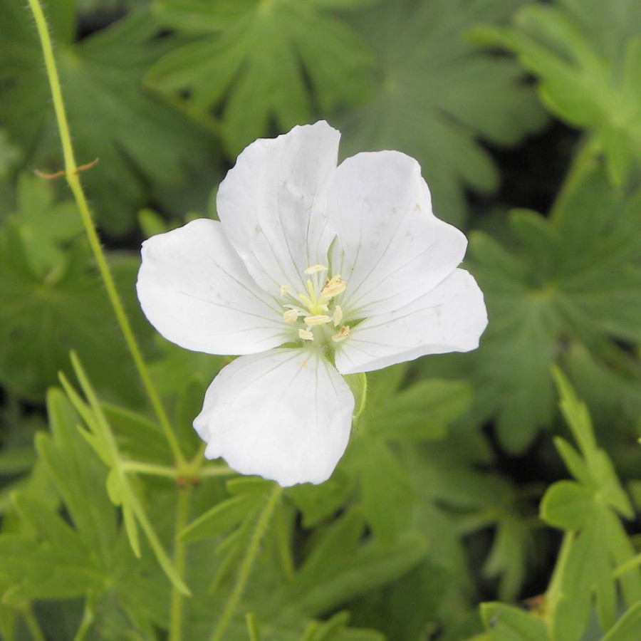 Plantes Vivaces GERANIUM sanguineum 'Album' - Géranium vivace en vente - Bec de Grue en vente - Pépinière Lepage .