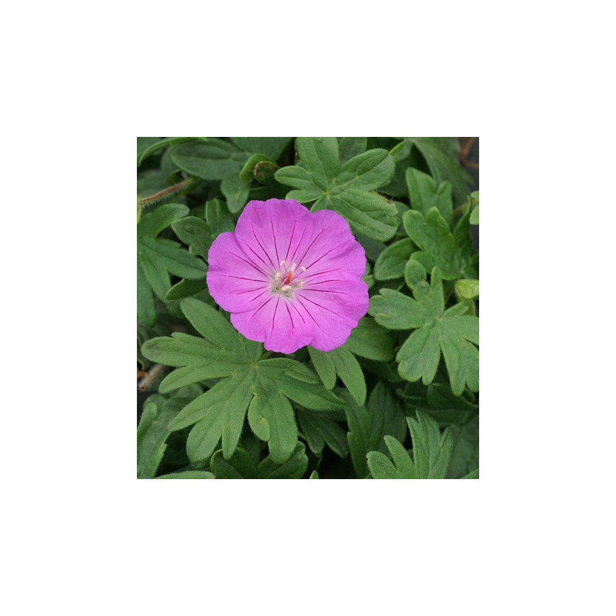 Plantes Vivaces GERANIUM sanguineum 'Compactum' - Géranium vivace en vente - Bec de Grue en vente - Pépinière Lepage .
