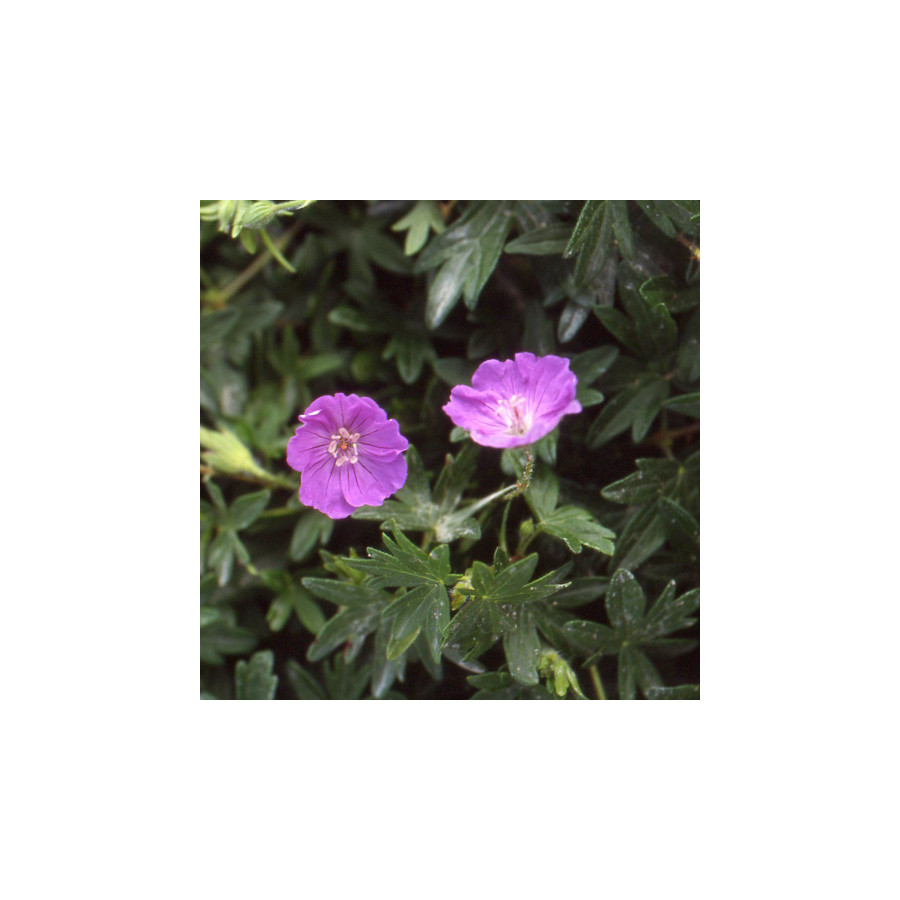 Plantes Vivaces GERANIUM sanguineum 'Compactum' - Géranium vivace en vente - Bec de Grue en vente - Pépinière Lepage .
