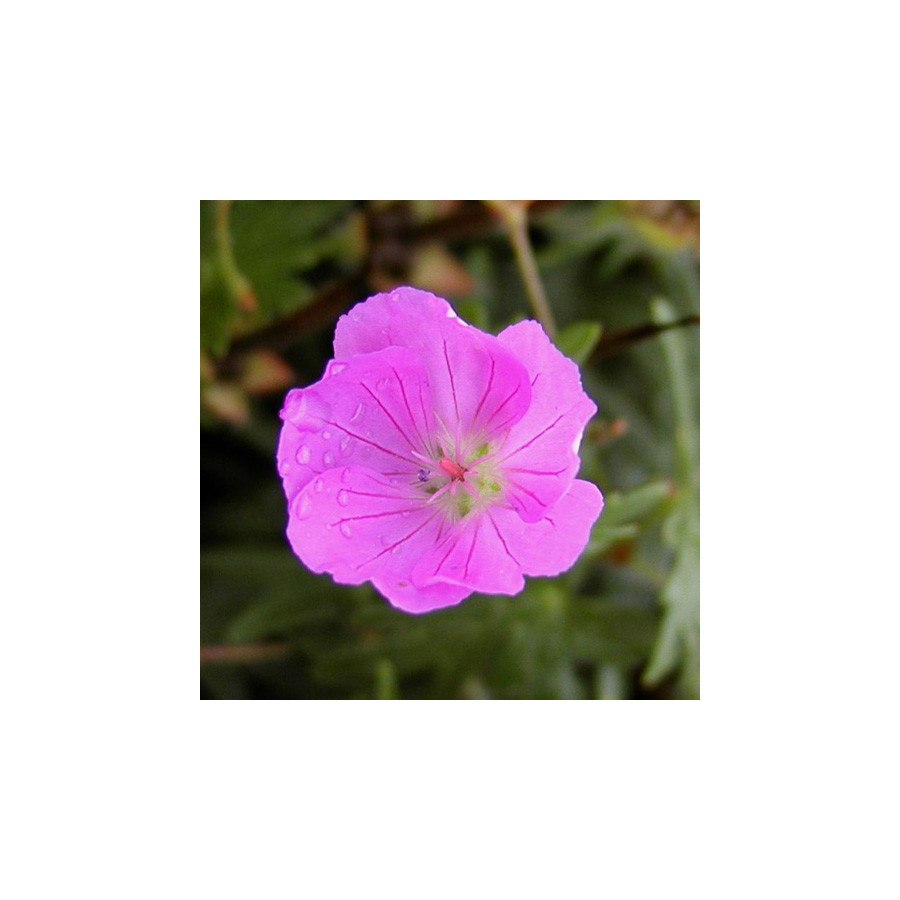 plantes-vivaces-geranium-sanguineum-inverness-geranium-vivace-en-vente-bec-de-grue-en-vente-pepiniere-lepage-