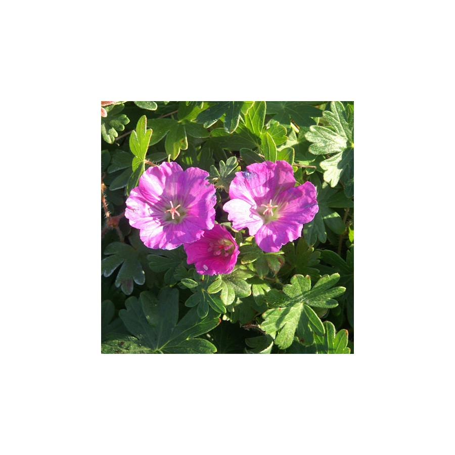 Plantes Vivaces GERANIUM sanguineum 'Max Frei' - Géranium vivace en vente - Bec de Grue en vente - Pépinière Lepage .