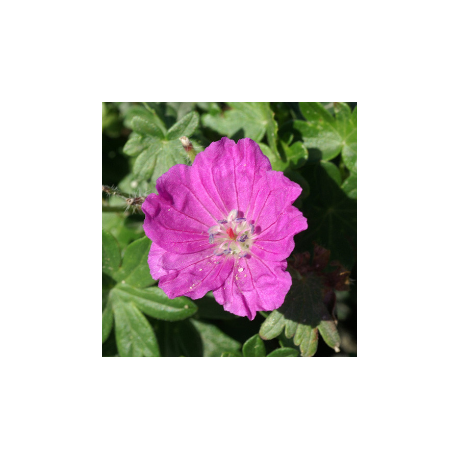 Plantes Vivaces GERANIUM sanguineum 'Max Frei' - Géranium vivace en vente - Bec de Grue en vente - Pépinière Lepage .