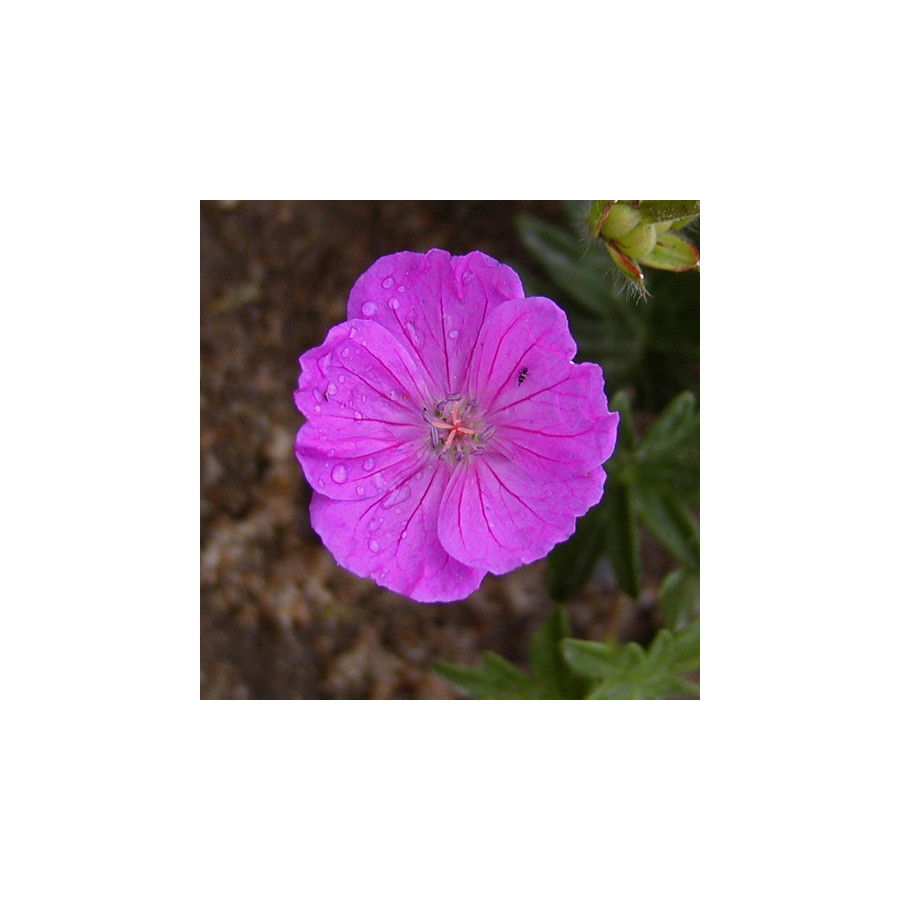 Plantes Vivaces GERANIUM sanguineum 'Vision' - Géranium vivace en vente - Bec de Grue en vente - Pépinière Lepage .