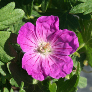 Plantes Vivaces GERANIUM sanguineum 'Vision' - Géranium vivace en vente - Bec de Grue en vente - Pépinière Lepage .