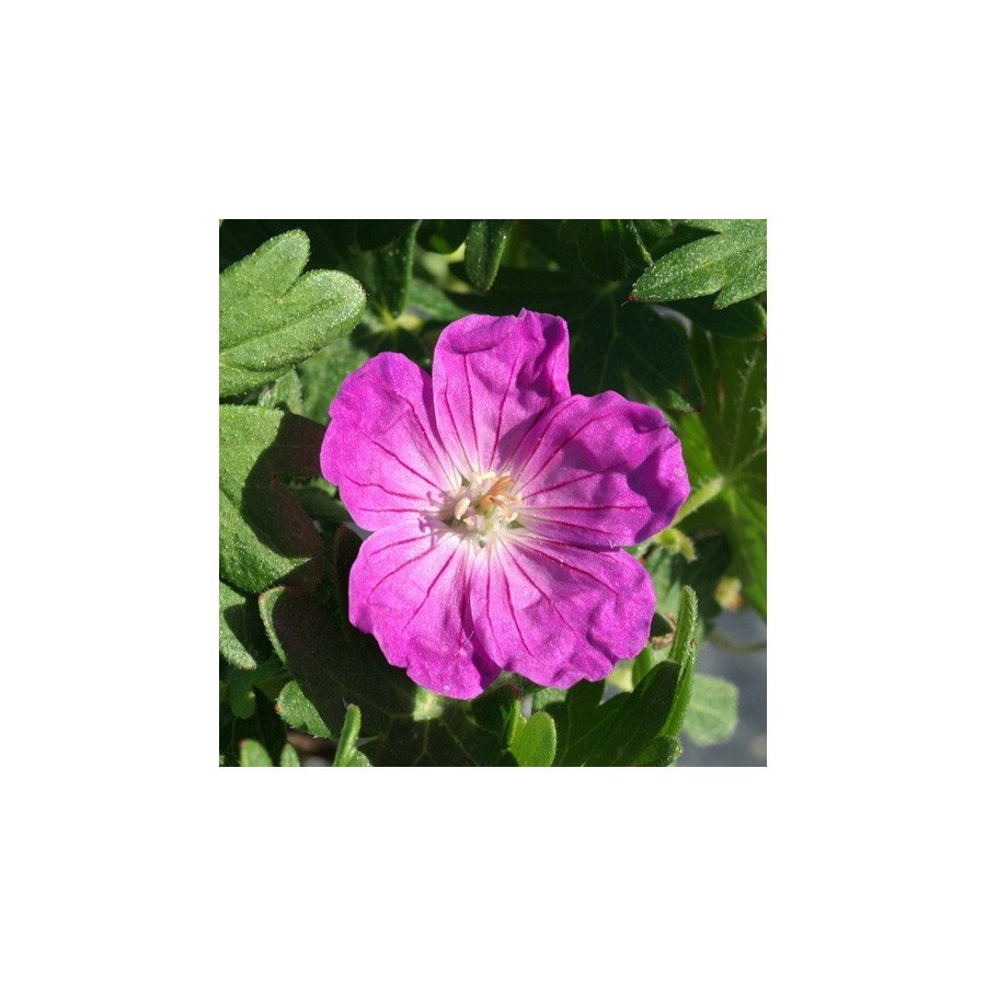 Plantes Vivaces GERANIUM sanguineum 'Vision' - Géranium vivace en vente - Bec de Grue en vente - Pépinière Lepage .
