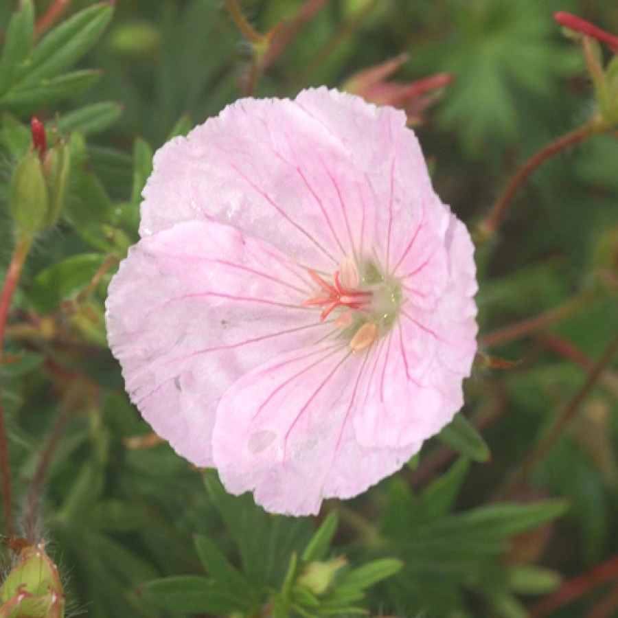 Plantes Vivaces GERANIUM sanguineum var. striatum - Géranium vivace en vente - Bec de Grue en vente - Pépinière Lepage .