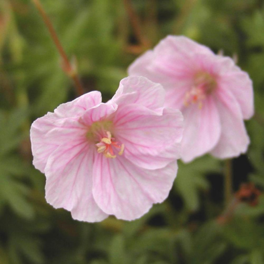 Plantes Vivaces GERANIUM sanguineum var. striatum - Géranium vivace en vente - Bec de Grue en vente - Pépinière Lepage .