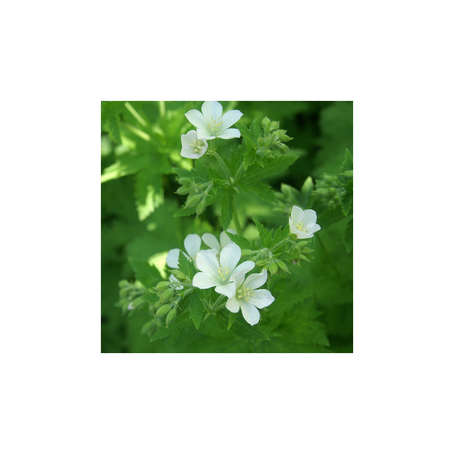 Plantes Vivaces GERANIUM sylvaticum 'Album' - Géranium des Bois en vente - Géranium vivace en vente - Pépinière Lepage .