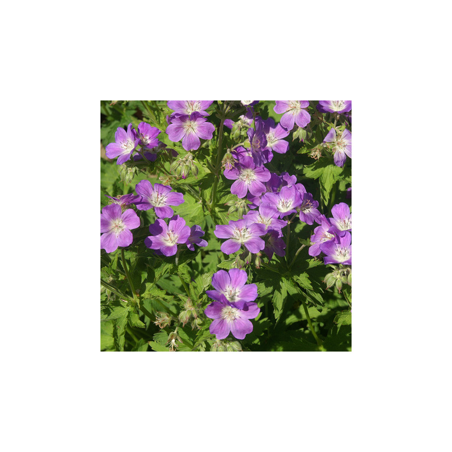 Plantes Vivaces GERANIUM sylvaticum 'Mayflower' - Géranium des Bois en vente - Géranium vivace en vente - Pépinière Lepage .