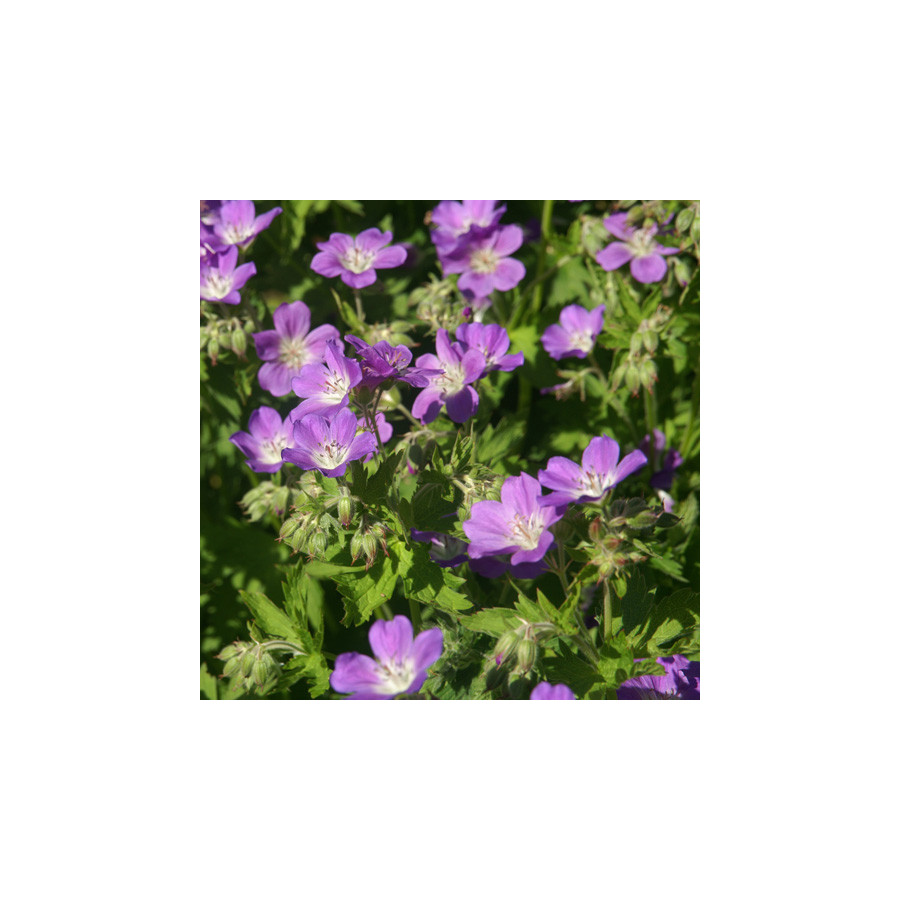 Plantes Vivaces GERANIUM sylvaticum 'Mayflower' - Géranium des Bois en vente - Géranium vivace en vente - Pépinière Lepage .