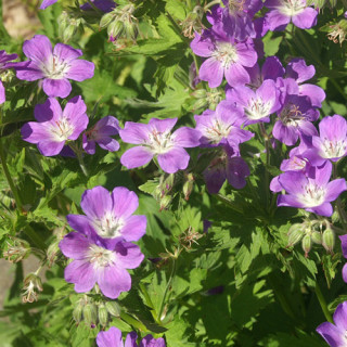 Plantes Vivaces GERANIUM sylvaticum 'Mayflower' - Géranium des Bois en vente - Géranium vivace en vente - Pépinière Lepage .