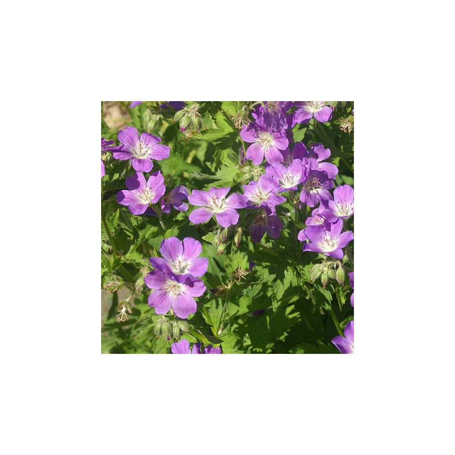 Plantes Vivaces GERANIUM sylvaticum 'Mayflower' - Géranium des Bois en vente - Géranium vivace en vente - Pépinière Lepage .