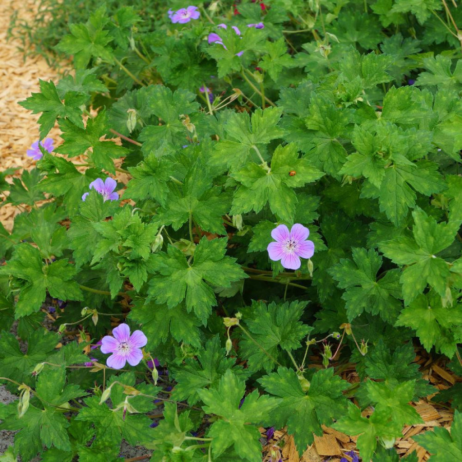 Plantes Vivaces GERANIUM wallichianum 'Rainbow' ® - Géranium vivace en vente - Bec de Grue en vente - Pépinière Lepage .