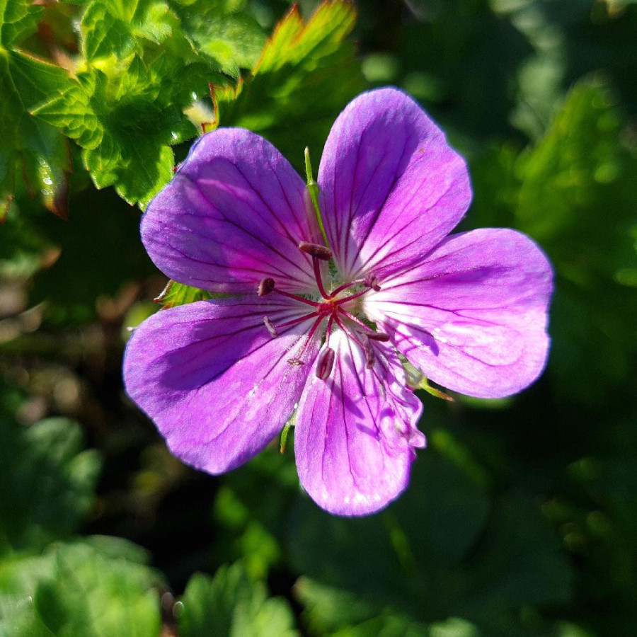 Plantes Vivaces GERANIUM wallichianum 'Rainbow' ® - Géranium vivace en vente - Bec de Grue en vente - Pépinière Lepage .