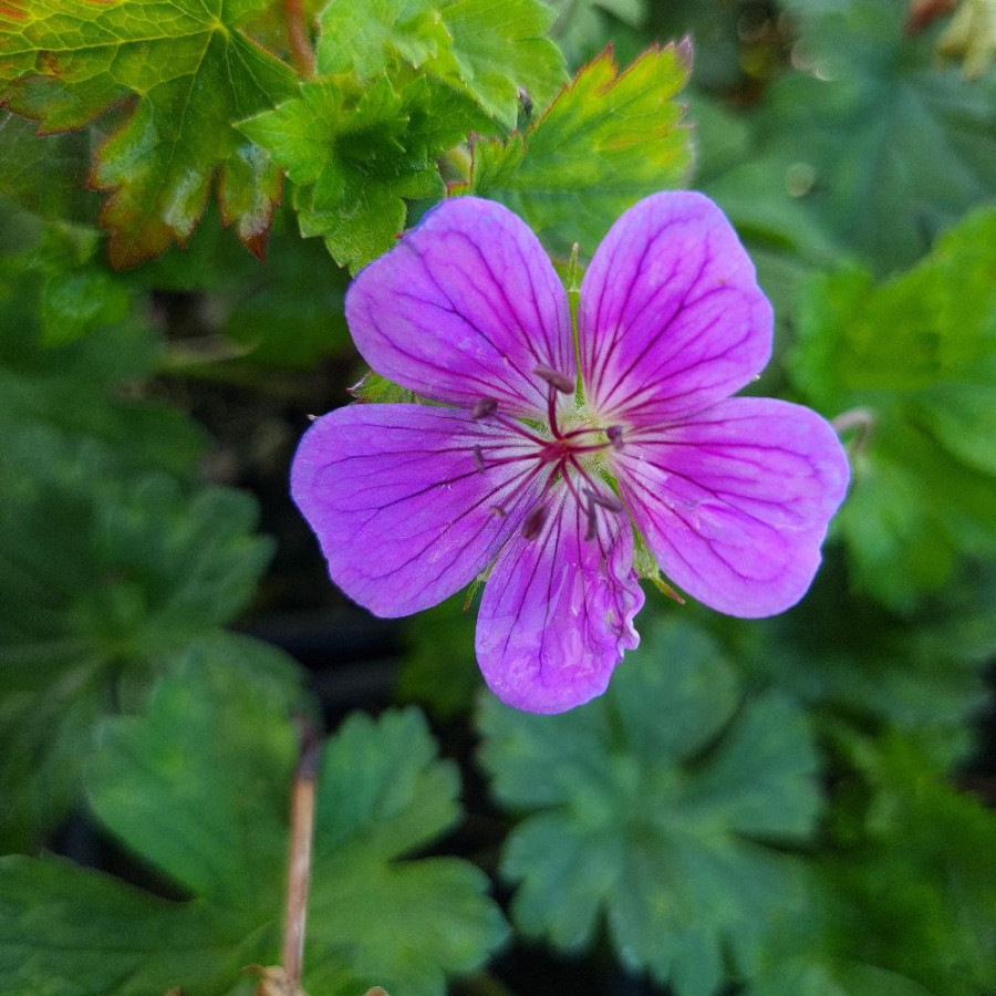 Plantes Vivaces GERANIUM wallichianum 'Rainbow' ® - Géranium vivace en vente - Bec de Grue en vente - Pépinière Lepage .