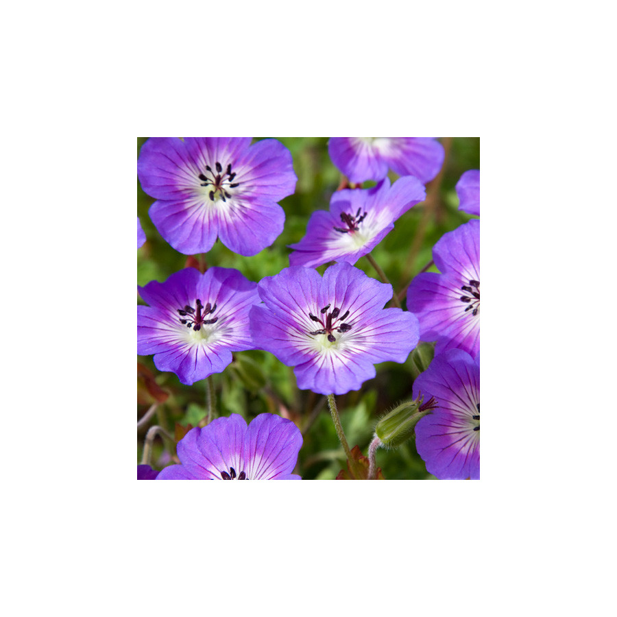 Plantes Vivaces GERANIUM wallichianum 'Rise and shine' ®  - Géranium vivace en vente - Bec de Grue en vente - Pépinière Lepage .