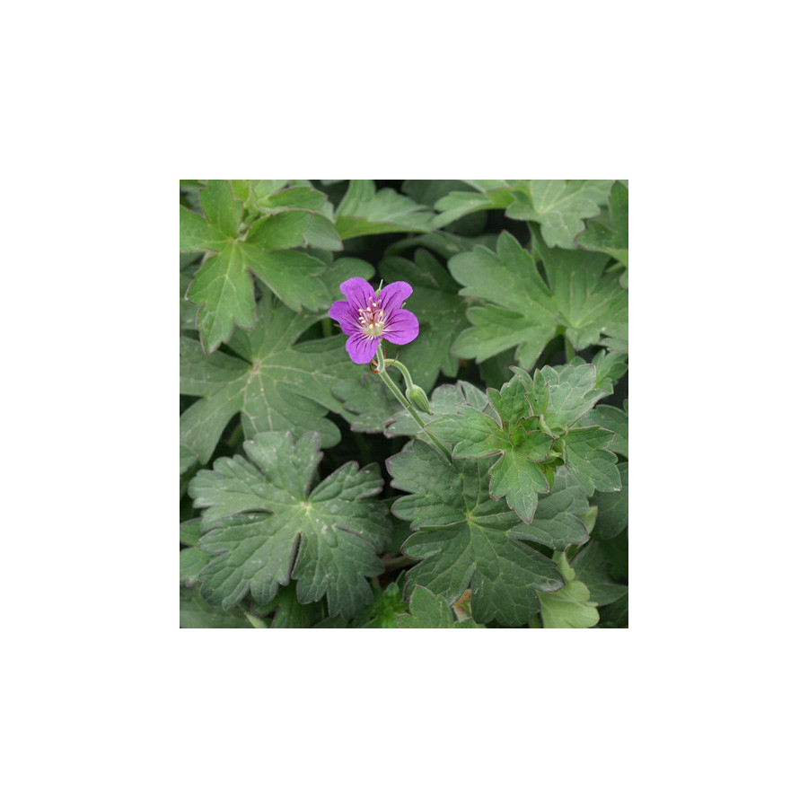 Plantes Vivaces GERANIUM wlassovianum - Géranium de Sibérie en vente - Géranium vivace en vente - Pépinière Lepage .