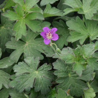 Plantes Vivaces GERANIUM wlassovianum - Géranium de Sibérie en vente - Géranium vivace en vente - Pépinière Lepage .