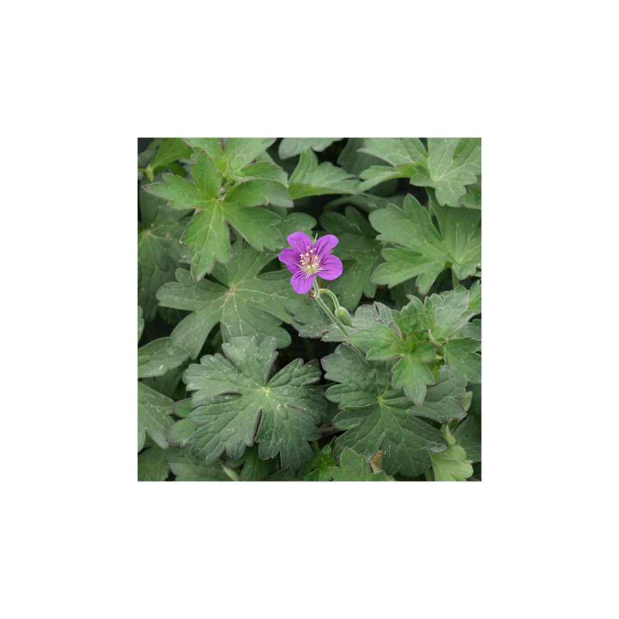Plantes Vivaces GERANIUM wlassovianum - Géranium de Sibérie en vente - Géranium vivace en vente - Pépinière Lepage .