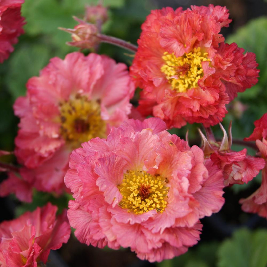 GEUM 'Bohema Pink'