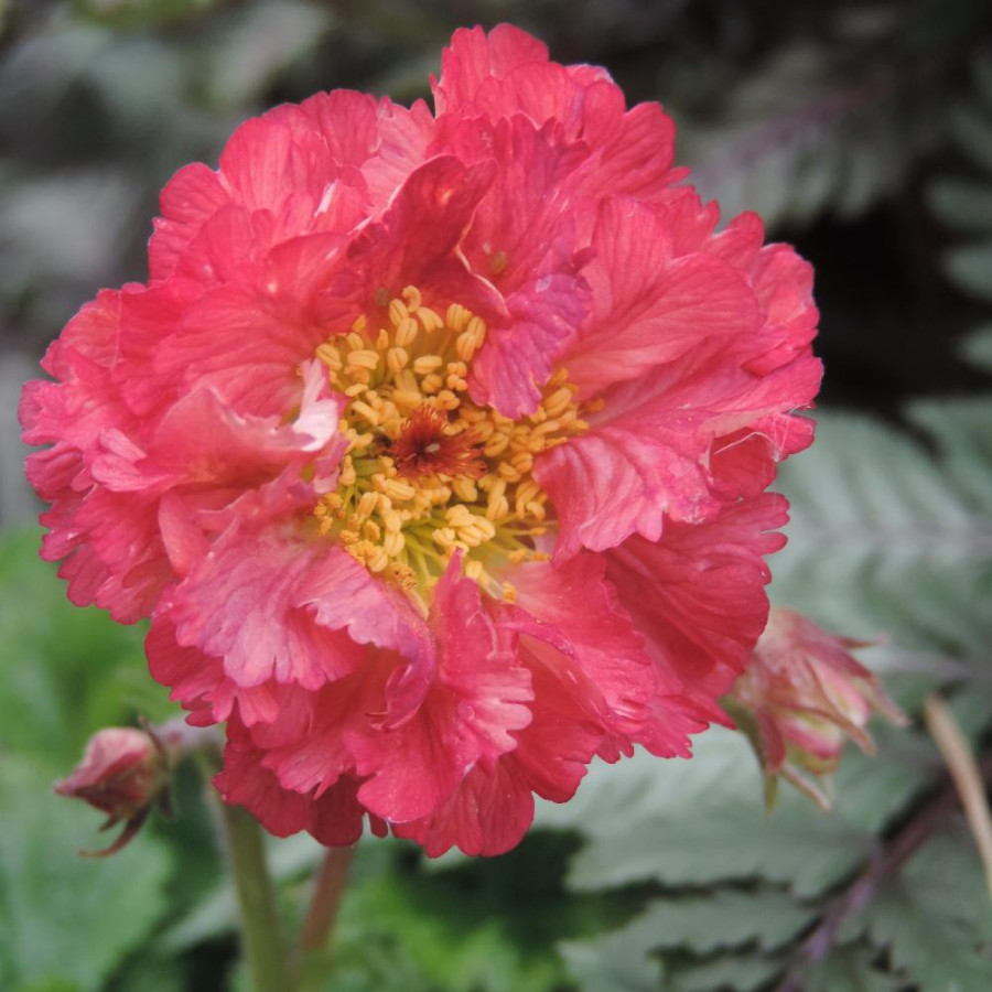 GEUM 'Bohema Pink'