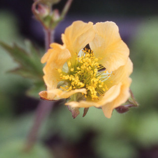 plantes-vivaces-geum-coppertone-benoite-en-vente-pepiniere-lepage-